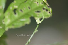 Micrococca mercurialis